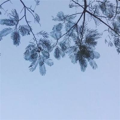 狼人杀不杀官方下载